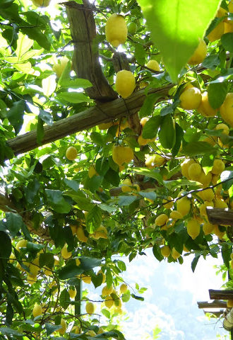 Lemon Gardens [Amalfi Coast]