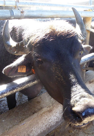 Bonding with Buffalo in Italy