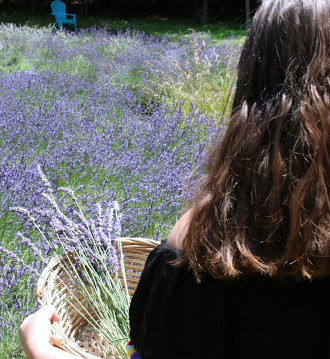 Lavender Fields Forever