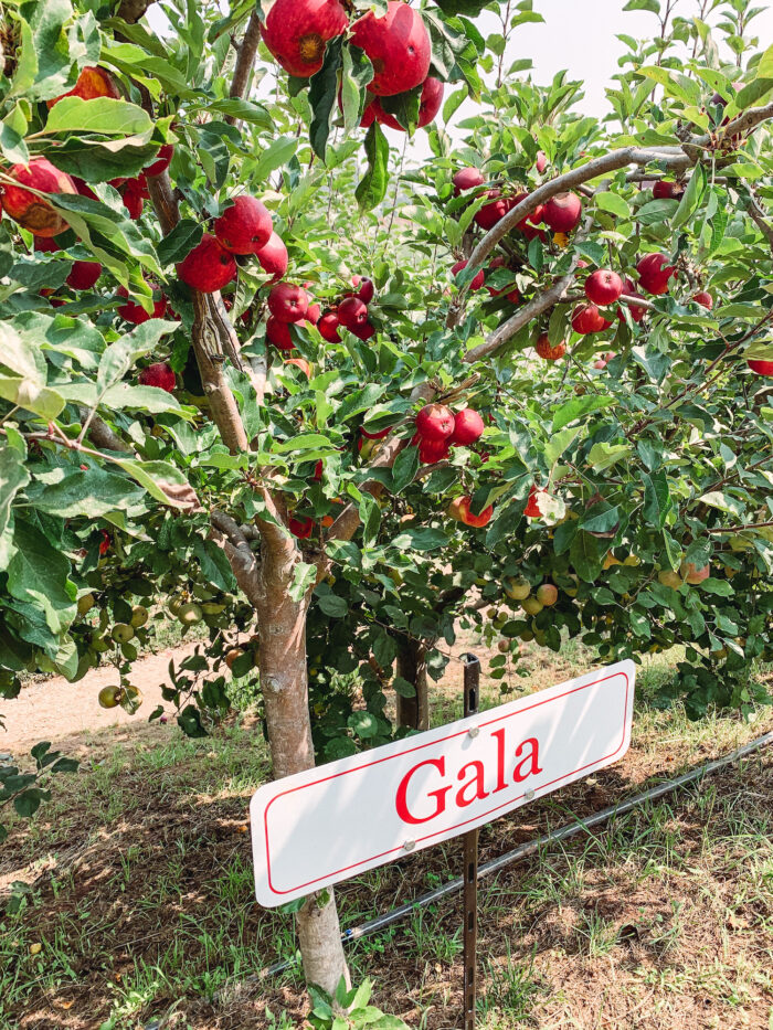 Best Apple Picking in the Bay Area Modern Mollie