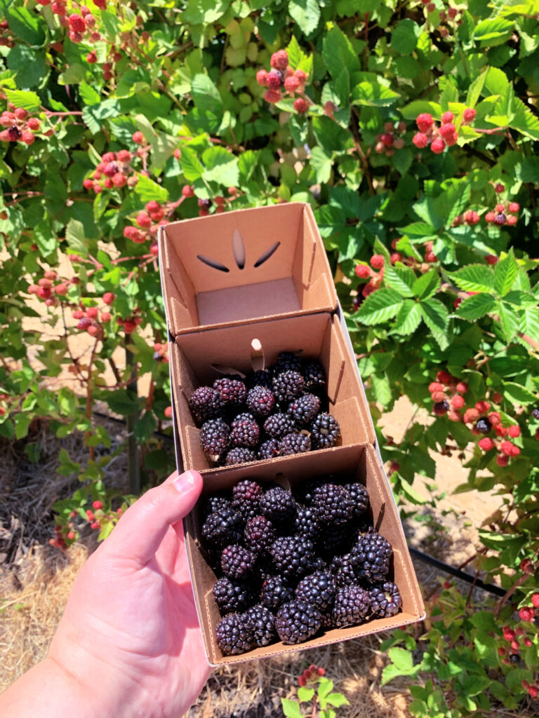 Best Berry U-Pick Farms Around The Bay Area 2021 - Modern Mollie